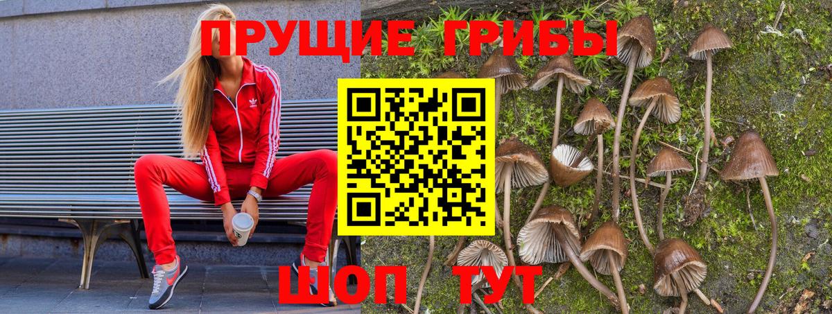 Псилоцибиновые грибы Cubensis  Вход с VPN  Корсаков  Галлюциногенные грибы Psilocybine cubensis 